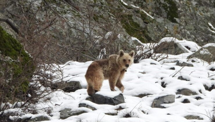 Erzurum’da kış uykusundan uyanan bozayı kameralara yansıdı