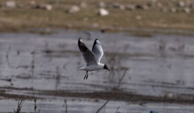 Erzurum’un sulak alanları göçmen kuşlarla şenlendi