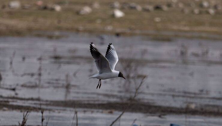 Erzurum’un sulak alanları göçmen kuşlarla şenlendi