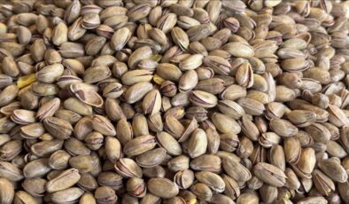 Fıstık ihracatçıları gözünü Çin pazarına dikti