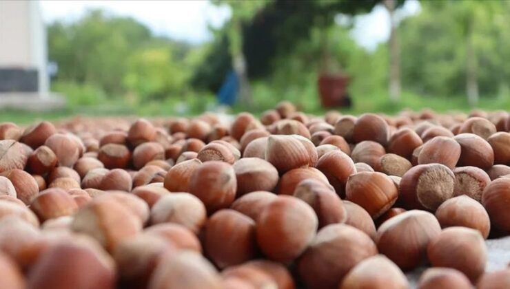 Giresun’da fındık 137-142 liradan satılıyor