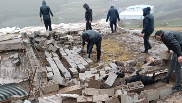 Hakkari’de ağıl çöktü: 25 hayvan telef oldu