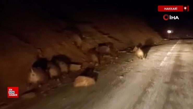 Hakkari’de domuz sürüsü kamerada