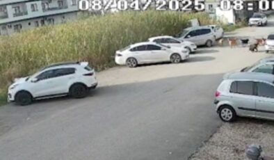 Hatay’da başıboş köpekler kadına saldırdı