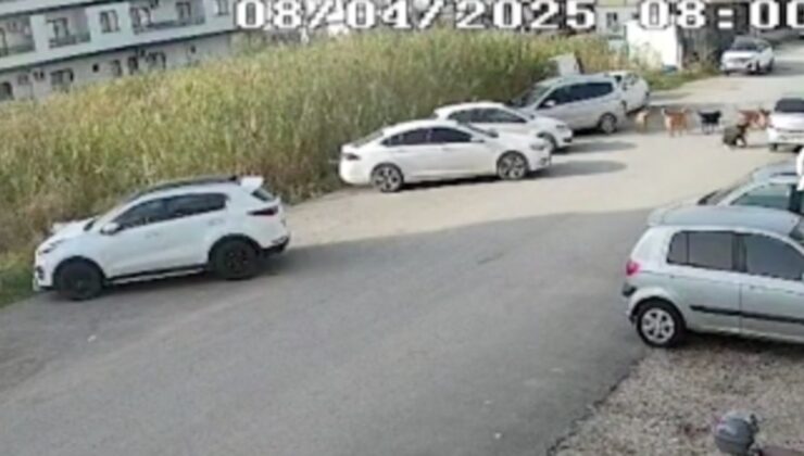 Hatay’da başıboş köpekler kadına saldırdı