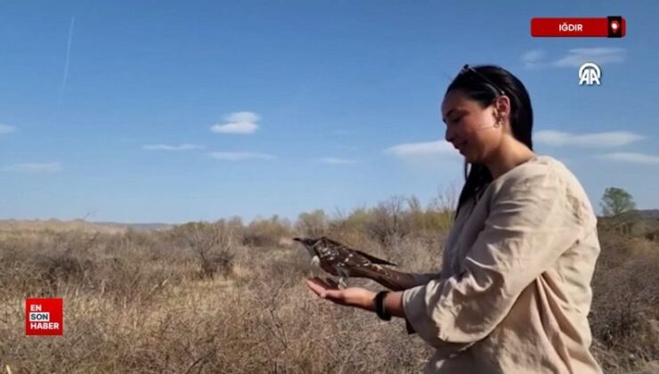 Iğdır’da bozkır delicesinden şahine 13 kuş uydu vericisiyle takibe alındı