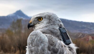 Iğdır’da uydu vericisiyle Bozkır Delicesi kuşlar takip ediliyor