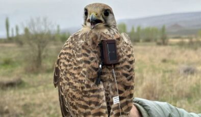 Iğdır’da verici takılan kerkenez, 183 kilometre yol katederek Ermenistan’a uçtu