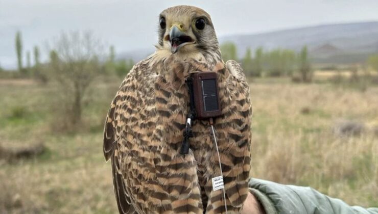 Iğdır’da verici takılan kerkenez, 183 kilometre yol katederek Ermenistan’a uçtu
