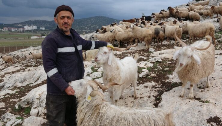 Ispartalı çobanın başı kurtlarla dertte: 1 yılda 6 hayvanı telef oldu