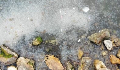 İstanbul Moda Sahili’nde denizanası istilası