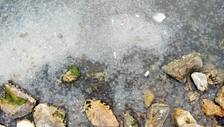 İstanbul Moda Sahili’nde denizanası istilası