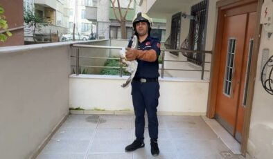 İstanbul’da havalandırma boşluğuna düşen martı kurtarıldı