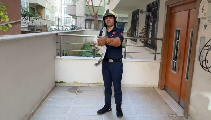 İstanbul’da havalandırma boşluğuna düşen martı kurtarıldı
