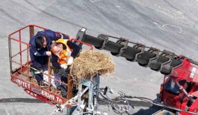 İstanbul’da leylek yuvasını kaldırtan esnafa tutanak tutuldu