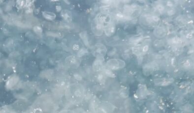 İstanbul’da sahil deniz analarıyla kaplandı