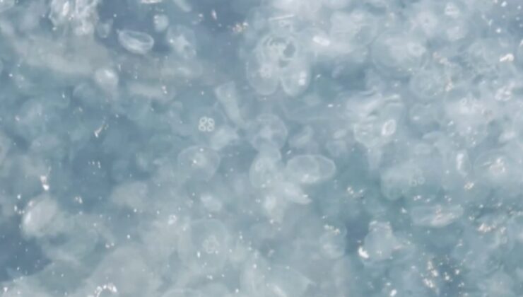 İstanbul’da sahil deniz analarıyla kaplandı