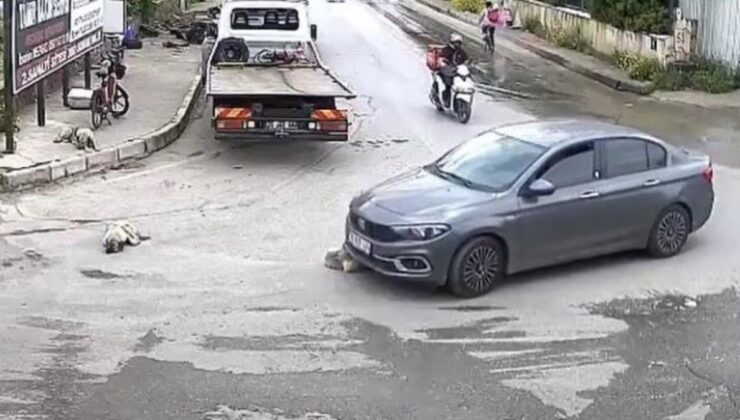 İzmir’de köpeği ezen sürücü, arkasına bile bakmadı