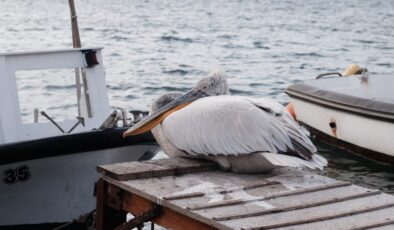İzmir’de ‘Tosun’ lakaplı pelikan Foça’nın maskotu oldu
