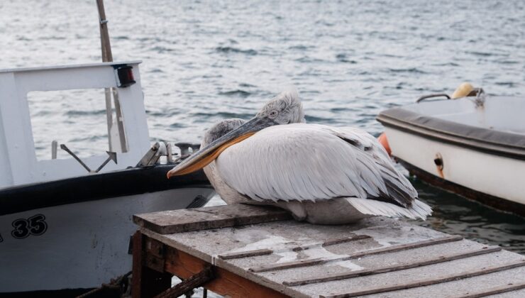 İzmir’de ‘Tosun’ lakaplı pelikan Foça’nın maskotu oldu