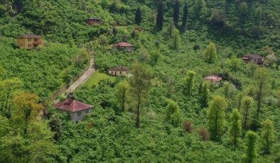 Karadeniz’de fındık mesaisi başladı