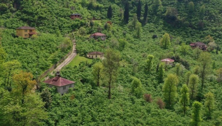 Karadeniz’de fındık mesaisi başladı