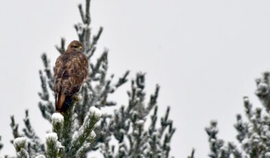 Kars, Van, Hakkari ve Gümüşhane’de kar etkili oldu