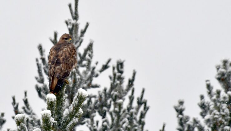 Kars, Van, Hakkari ve Gümüşhane’de kar etkili oldu