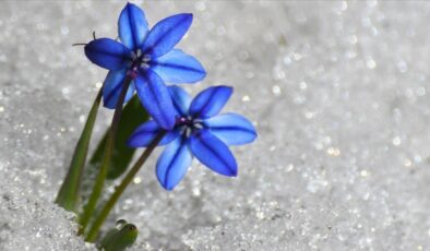 Kars’ta baharın müjdecisi çiçekler açtı