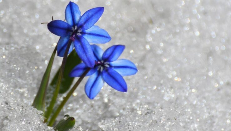 Kars’ta baharın müjdecisi çiçekler açtı