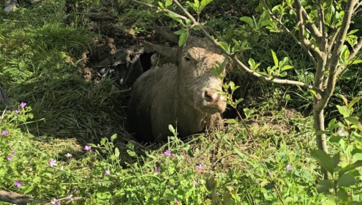 Kastamonu’da foseptik çukuruna düşen inek, iş makinesiyle kurtarıldı