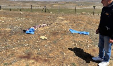 Kayseri’de başıboş köpeklerin yaşlı adama saldırdığı olayda yeni detaylar