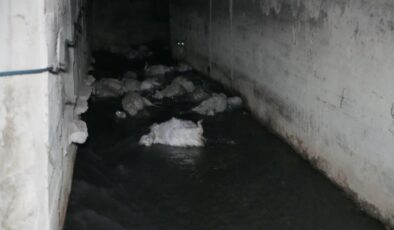 Kırıkkale’de koku faciası: 23 hayvan telef oldu