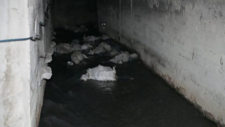 Kırıkkale’de koku faciası: 23 hayvan telef oldu