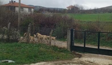 Kırşehir’de halkı başıboş köpeklerden tedirgin