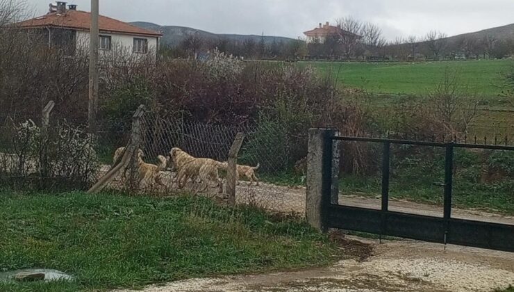 Kırşehir’de halkı başıboş köpeklerden tedirgin