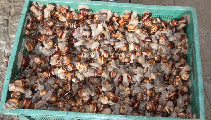 Konya Beyşehir’de gençler salyangoz toplayarak harçlığını çıkartıyor