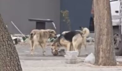 Konya’da sahipsiz köpekler kediyi parçaladı