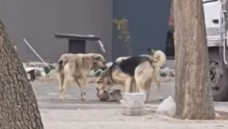 Konya’da sahipsiz köpekler kediyi parçaladı