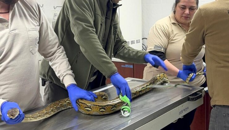 Kütahya’da karton kutuda piton ele geçirildi