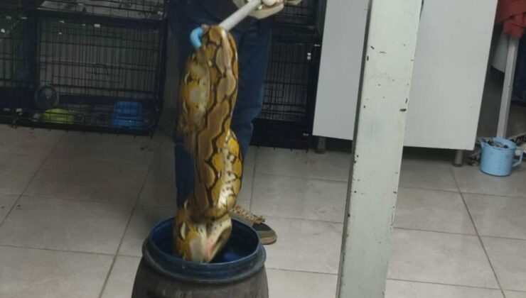 Kütahya’da yolcu otobüsünde piton yılanı bulundu