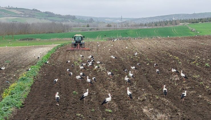 Leyleklerin büyük göçü başladı: İstanbul’da bahar molası