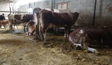 Malatya’da onlarca büyükbaş hayvan akıma kapıldı: 4’ü telef oldu