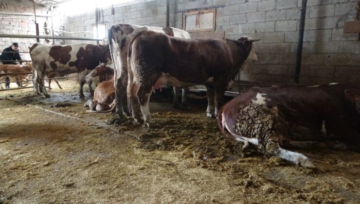 Malatya’da onlarca büyükbaş hayvan akıma kapıldı: 4’ü telef oldu