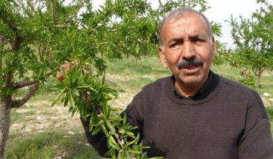 Malatyalı çiftçinin badem bahçesi zirai dondan etkilenmedi