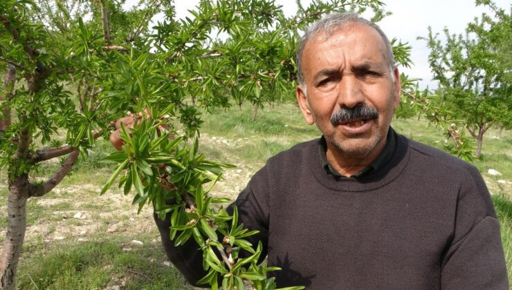 Malatyalı çiftçinin badem bahçesi zirai dondan etkilenmedi