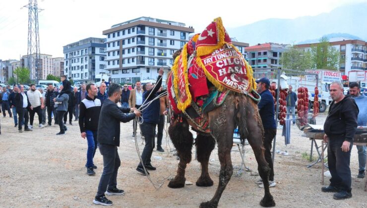 Manisa’da deve güreşinde arbede
