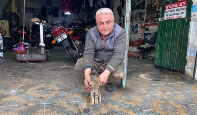 Manisa’da esnaf bir kediyi hayata bağladı