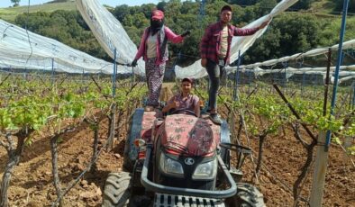 Manisa’daki üzüm bağlarına ‘İtalyan dolu tül sistemi’ kuruluyor