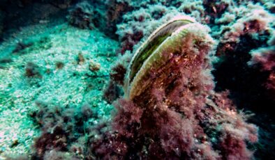 Marmara Denizi’nde müsilaj mücadelesi: Deniz çayırları ve pina midyeler